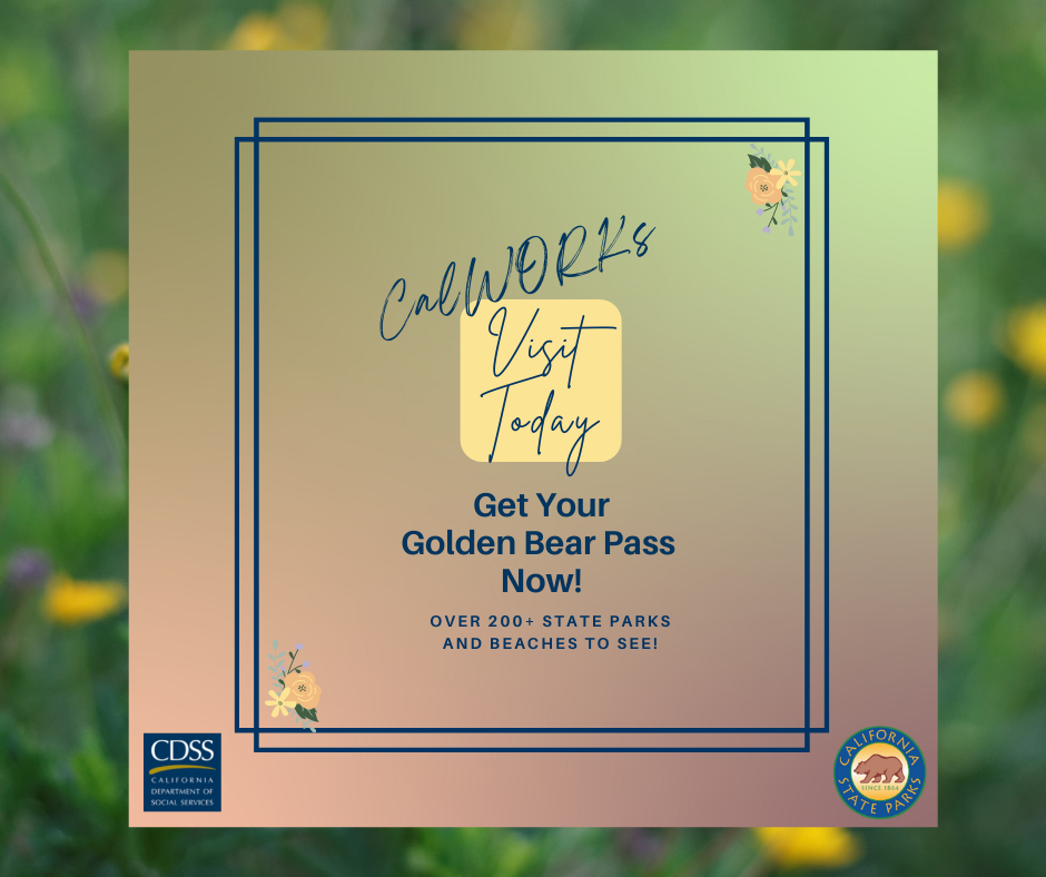 Golden Bear Pass Poppies Background